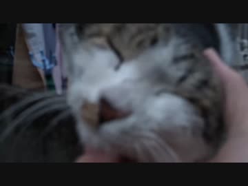 【公園猫戦争】最強に人懐こい野良猫、まさかの公園上陸