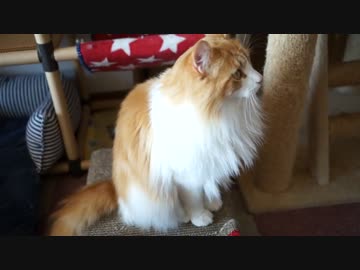 【#350】 今日のニャンズ　【猫万歳】