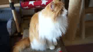 【#350】 今日のニャンズ　【猫万歳】