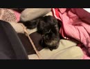 【生後328日】きょうの仔猫【蒼民家の猫々】