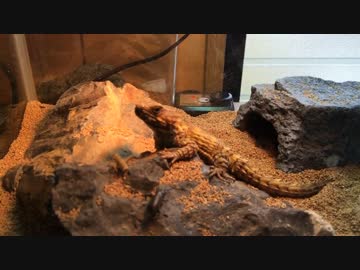 【コオロギ注意】アルマジロトカゲの食べくらべ