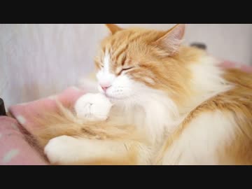 【#351】 モカとかシュガーとか　【猫万歳】