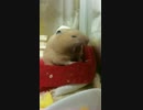 キンクマハムスターしらかばUC