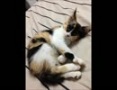 メダロット5 クワガタver 実況プレイ Part15【音声のみ】
