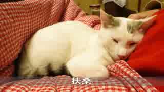 【生後329日】きょうの仔猫【蒼民家の猫々】