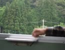 車内からゴミ捨てを楽しむ鉄オタkaiy130君