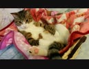 カゴでくつろぎすぎる猫