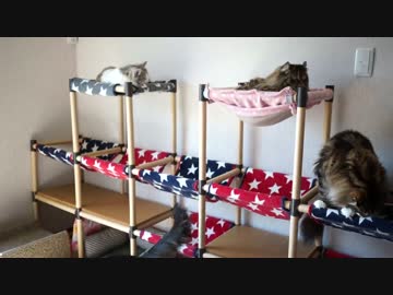 【#352】 ニャングルジムの使用率　【猫万歳】