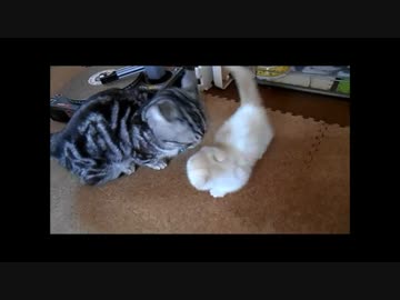 【ねこさんと暮らす】新しい家族再び③それぞれの反応