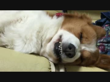 [ハル♀] 悪夢を見ている犬(コーギー)