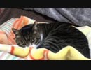 うちの猫の寝姿を撮影してみた（３月１５日）