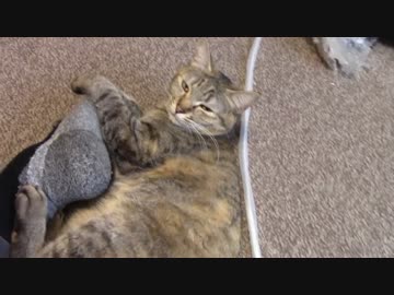 拾いねこ＠生後985/952日目part1　足から離れられない月音さん