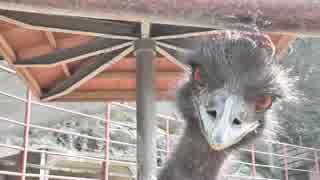 カメラに近づくエミュー