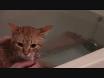 拾いねこ＠生後985/952日目part2　37歳おっさんの入浴動画（アコお風呂）