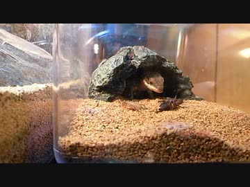 【コオロギ注意】ジョーンズヨロイトカゲの食べくらべ