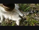 とある田舎の猫事情　～とも君、突然のω舐め～