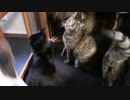 こんしゅうのおやつ【蒼民家の猫々】