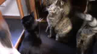 こんしゅうのおやつ【蒼民家の猫々】