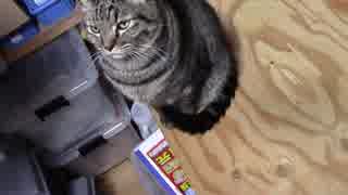 【生後330日】きょうの仔猫【蒼民家の猫々】