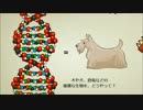 【生物】DNAとその働き What is DNA and How Does it Work【字幕】