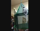 鳥の謎歌