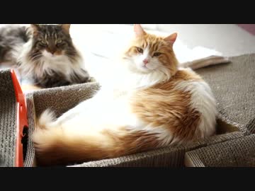 【#353】 配信直前　【猫万歳】