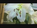 [NNI]  Lily  [kikuzuki]