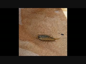 ※※静葉に嫉妬する悲しい人たち※※