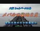 水中カメラ沈めてみた90　メバル釣り！水中カメラで見る驚きのメバル！