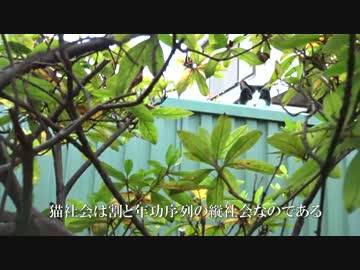 猫カースト最下位猫、今日も猫社会の厳しさを味わう