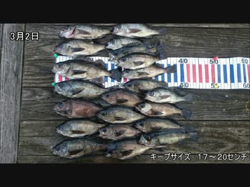 メバリング　Part 2