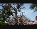 【VLOG】板橋区、赤塚溜池公園で梅林・梅花鑑賞＆タイムラプス