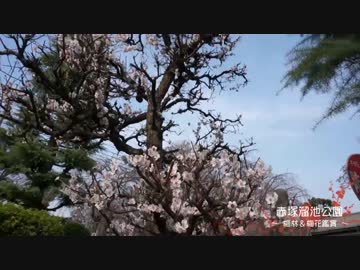 【VLOG】板橋区、赤塚溜池公園で梅林・梅花鑑賞＆タイムラプス