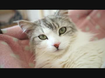 【#354】 さくらを見つめてみる　【猫万歳】