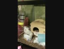 脱走犯