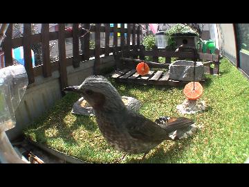 窓際食堂～ヒヨ乱心？～