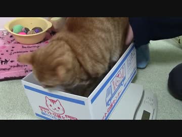 拾いねこ＠生後987/954日目　体重測定～。