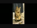 【生後332日】きょうの仔猫【蒼民家の猫々】