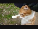 とある田舎の猫事情　～白黒猫Ｂの威嚇～＋～若トラ、モフり要求～