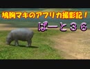 【AFRIKA】鳩胸マキのアフリカ撮影記！ぱーと㊱希少動物コビトカバ編