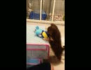 【チワワ】ココちゃんのお遊び
