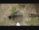 とある田舎の猫事情　～若キジ、妊娠？～