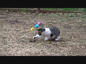 公園の子猫と保護者猫、おもちゃに夢中になる