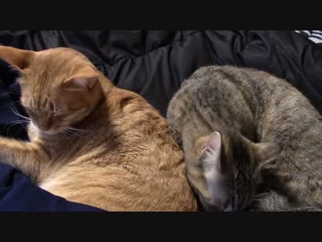 拾いねこ＠生後988/955日目　寄り添いアコツキと匠さんの穏やかな午後