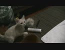帰宅したらネコがいたの。