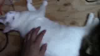 【生後333日】きょうの仔猫【蒼民家の猫々】