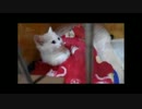 【ねこさんと暮らす】　thirdねこさんの名前はモツ