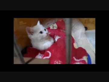 【ねこさんと暮らす】　thirdねこさんの名前はモツ