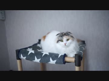 【#356】 日常風景　【猫万歳】