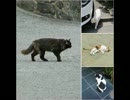 のらねこソラシド   テスト版